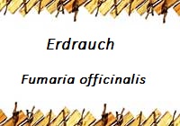 Erdrauch