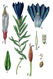 lungenenzian